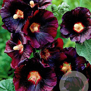 Alcea r. 'Nigra' GM P9 BIO