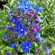 Anchusa azurea 'Loddon Royalist' GM P9 BIO