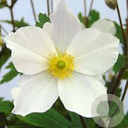 Anemone 'Wild Swan' GM P9 BIO