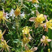 Aquilegia McKana Hybrids GM P9 BIO
