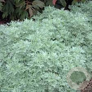 Artemisia 'Powis Castle' GM P9 BIO