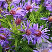 Aster (D) 'Augenweide' GM P9 BIO