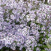 Aster cordifolius 'Ideal' GM P9 BIO