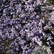 Aster cordifolius 'Photograph' GM P9 BIO