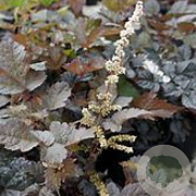 Astilbe 'Chocolate Shogun' GM P9 BIO