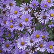 Aster 'JS Barts Blue Beauty' GM P9 BIO