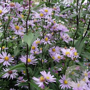 Aster laevis 'Blauschleier' GM P9 BIO