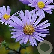 Aster laevis 'Calliope' GM P9 BIO