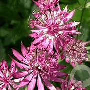 Astrantia maj. 'Ruby Wedding' GM P9 BIO