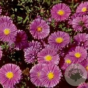 Aster n.-b. 'Sarah Ballard' GM P9 BIO