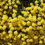 Aurinia saxatilis GM P9 BIO