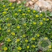Azorella trifurcata 'Nana' GM P9 BIO