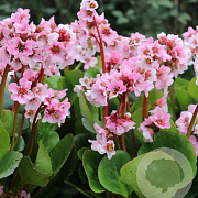 Bergenia 'Harzkristall' GM P9 BIO