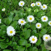 Bellis perennis GM P9 BIO