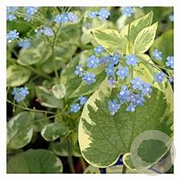 Brunnera macr. 'Hadspen Cream' GM P9 BIO