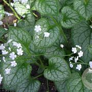 Brunnera macr. 'Mister Morse' GM P9 BIO