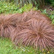 Carex comans 'Bronze Form' GM P9 BIO