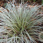 Carex conica 'Snowline' GM P9 BIO