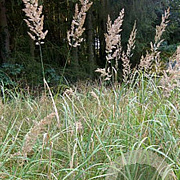 Calamagrostis epigejos GM P9 BIO