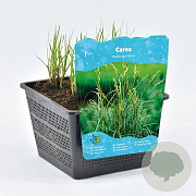 Carex muskingumensis GM P9 BIO
