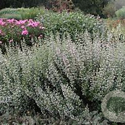 Calamintha n. 'Triumphator' GM P9 BIO
