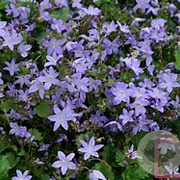 Campanula posch. 'Blauranke' GM P9 BIO