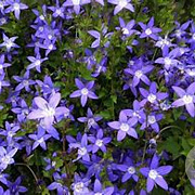 Campanula poscharskyana GM P9 BIO