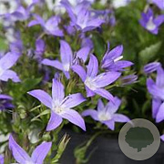 Campanula posch. 'Stella' GM P9 BIO