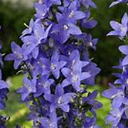 Campanula pyramidalis GM P9 BIO