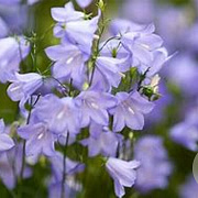 Campanula rotundifolia GM P9 BIO