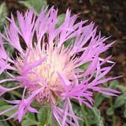 Centaurea pulcherrima GM P9 BIO