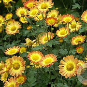 Chrysanthemum (I) 'Dernier Soleil' GM P9 BIO