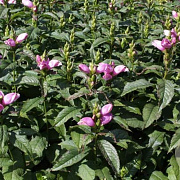 Chelone lyonii 'Hot Lips' GM P9 BIO