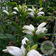 Chelone obliqua 'Alba' GM P9 BIO
