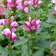 Chelone obliqua GM P9 BIO