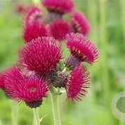 Cirsium rivulare 'Atropurpureum' GM P9 BIO