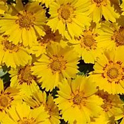 Coreopsis gr. 'Presto' GM P9 BIO