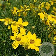 Coreopsis verticillata GM P9 BIO