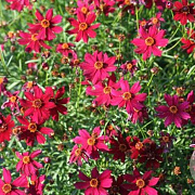 Coreopsis vert. 'Ruby Red' GM P9 BIO