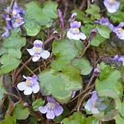 Cymbalaria muralis GM P9 BIO