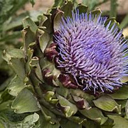 Cynara scolymus GM P9 BIO