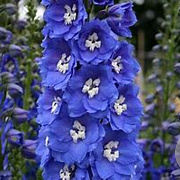 Delphinium (P) 'Blue Bird' GM P9 BIO