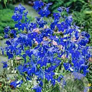 Delphinium (B) 'Völkerfrieden' GM P9 BIO