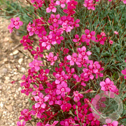 Dianthus delt. 'Brilliant' GM P9 BIO