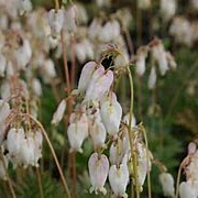 Dicentra formosa GM P9 BIO