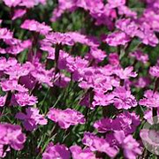 Dianthus grat. 'Eydangeri' GM P9 BIO