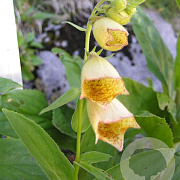Digitalis grandiflora GM P9 BIO