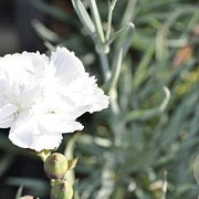 Dianthus (PL) 'Haytor White' GM P9 BIO