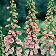 Digitalis purp. 'Apricot Beauty' GM P9 BIO