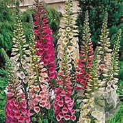 Digitalis purp. Foxy Hybrids GM P9 BIO
